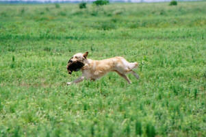 Irie in a Started Hunting Retriever Trial