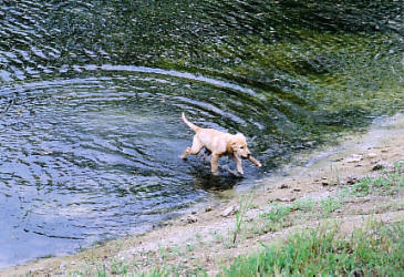Irie - Water Puppy